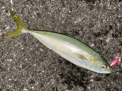 良型黒鯛出ました！　ポイント回復傾向？