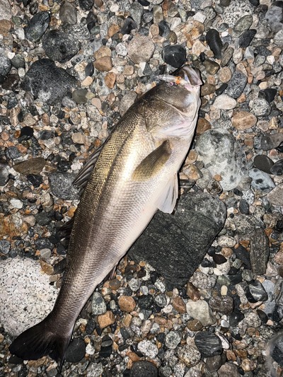 ズィークイッド78でランカーシーバス！