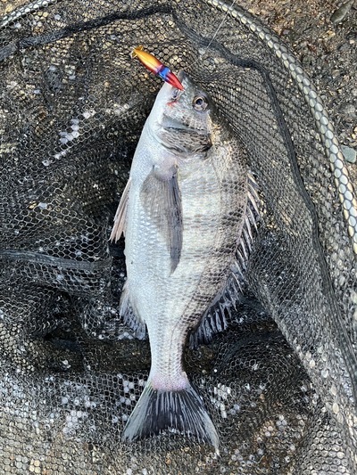 富山湾　黒鯛釣果情報　3/2