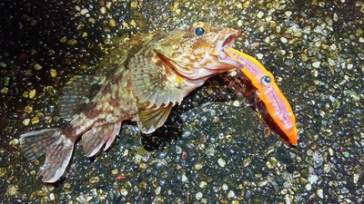 富山湾　根魚釣果情報　2/17