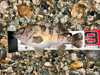 ズィークイッド120で釣っちゃおうキャンペーン　ＮＯ3