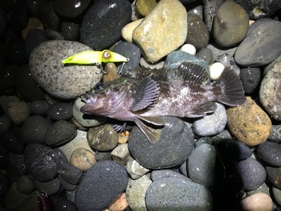 糸魚川釣果情報　2/18