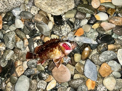 ズィークイッド68spと105spで根魚パラダイス！