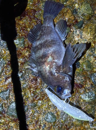 ズィークイッド120発売まもなくです。