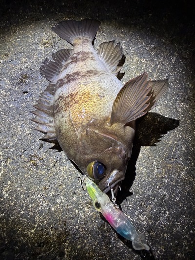 富山湾釣果情報