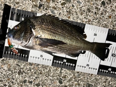 富山湾　新子パターン　ブーム到来？