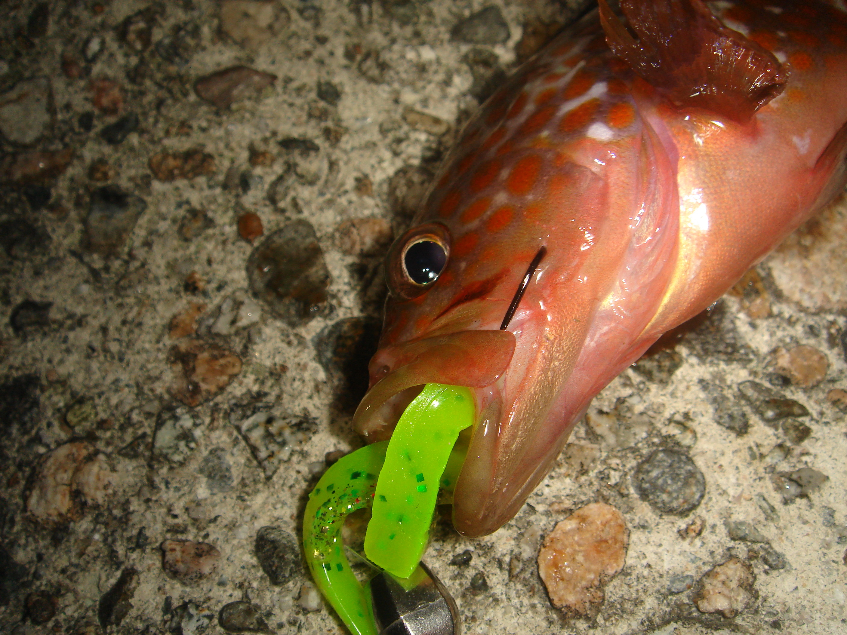 クィーンでダウンショット フラッター日誌