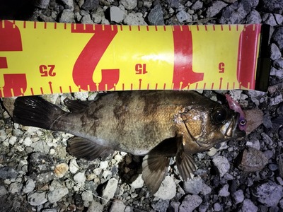 富山湾　根魚釣果情報　3/12