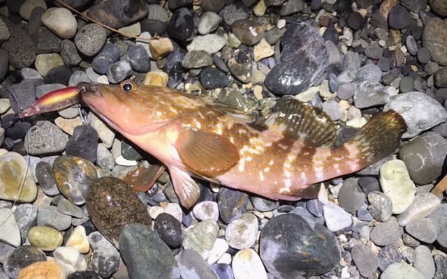 糸魚川 シーバス ヒラメ グッドサイズ フラッター日誌