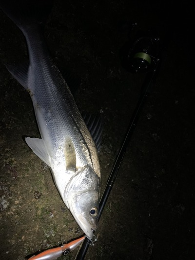 富山湾 ホタルイカパターン 黒鯛 シーバス ズィークイッド105SSS