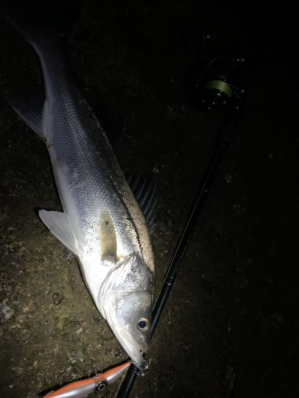 驚くばかりシーバス 富山 すべての魚の画像 驚くばかりシーバス 富山 すべての魚の画像