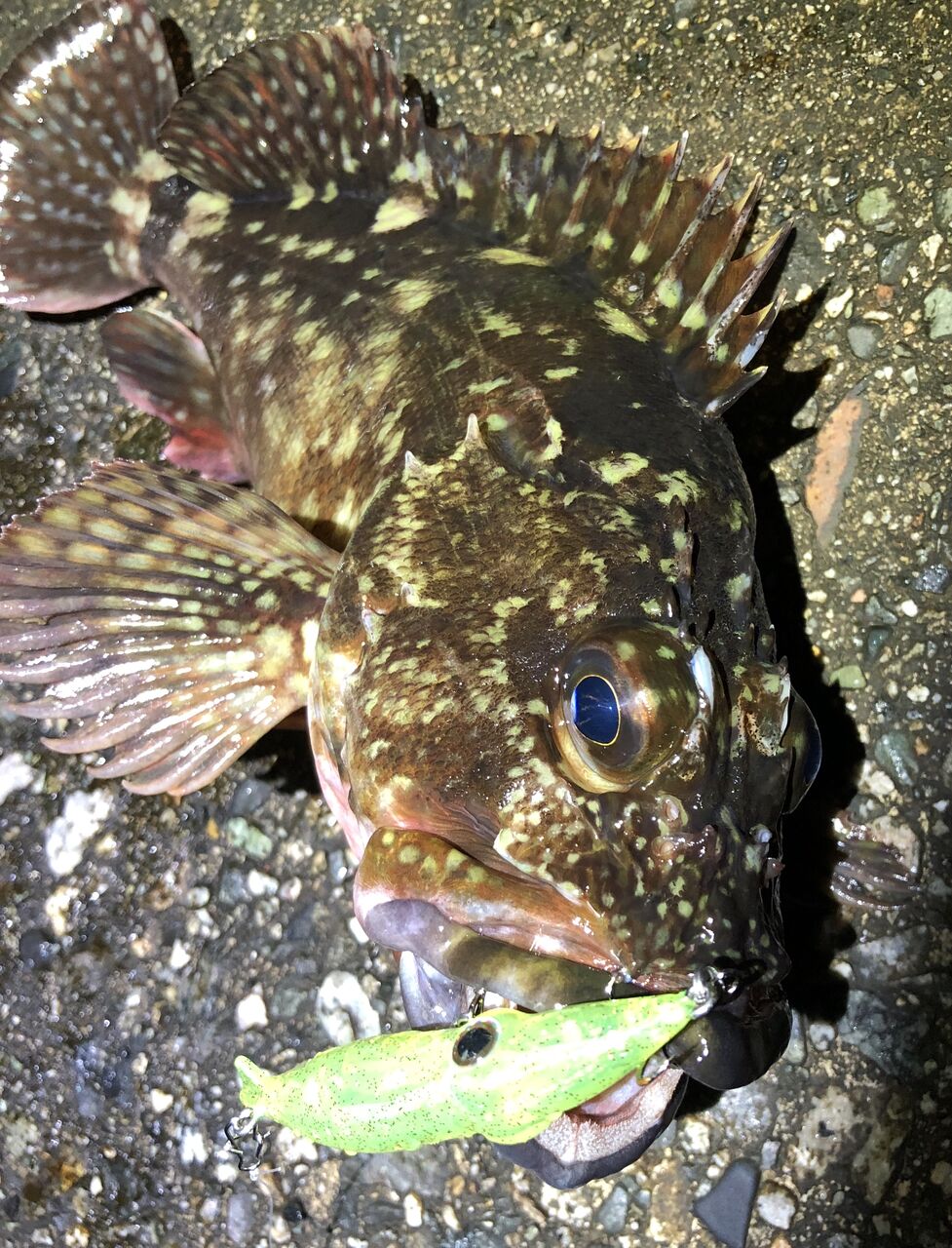 釣り分け 表層メバル 底カサゴ ムラソイ教科書通り フラッター日誌