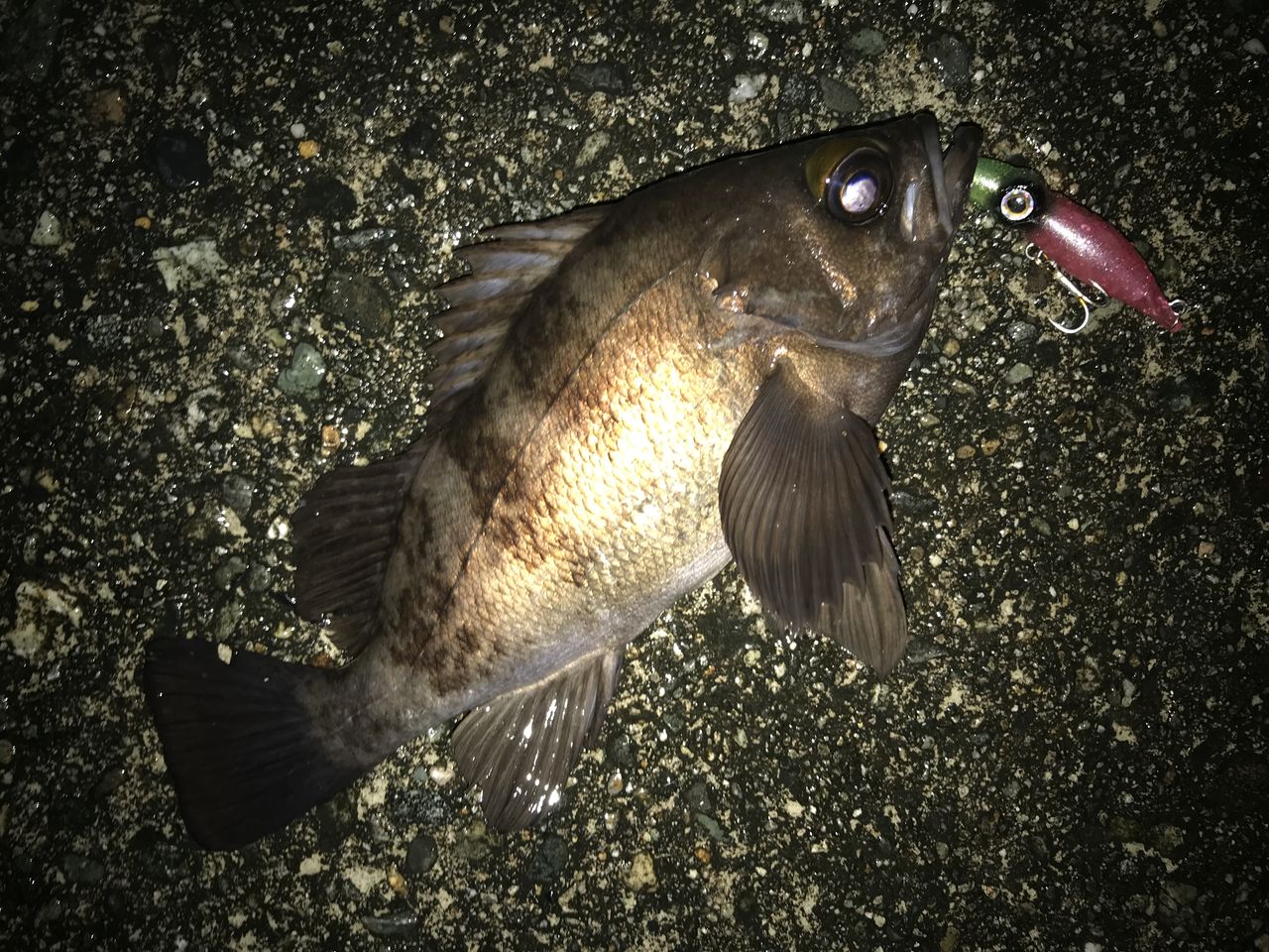 富山湾 黒鯛 メバル ムラソイ カサゴ 釣果 ホタルイカパターン3 6 フラッター日誌 富山湾 黒鯛 メバル ムラソイ カサゴ 釣果 ホタルイカパターン3 6 フラッター日誌