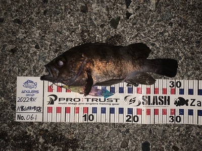 尺メバルが2匹も！！