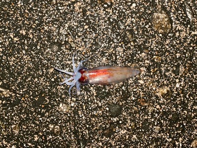 富山湾東部　現在の状況は？　4/13〜15