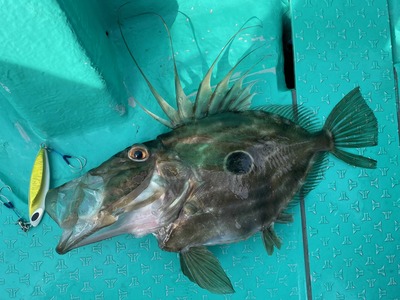 ゴッツォジグでマトウダイ　夏のキャンペーン
