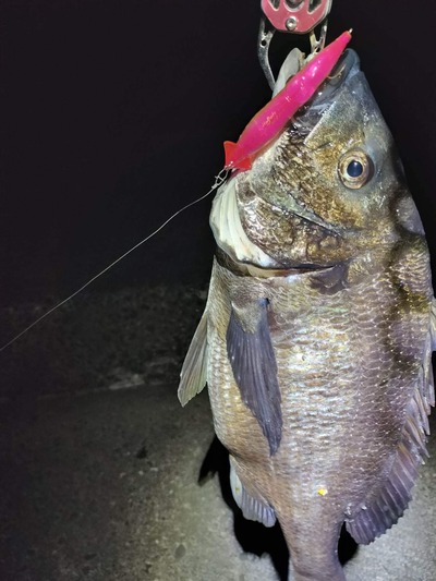 富山湾　黒鯛釣果情報　4/13