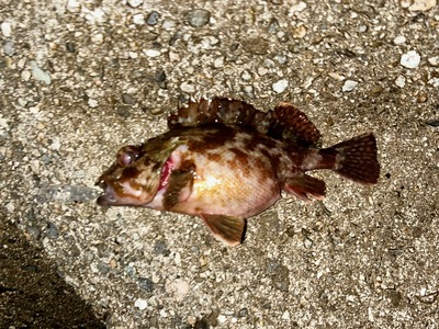 黒鯛釣果情報　2/17