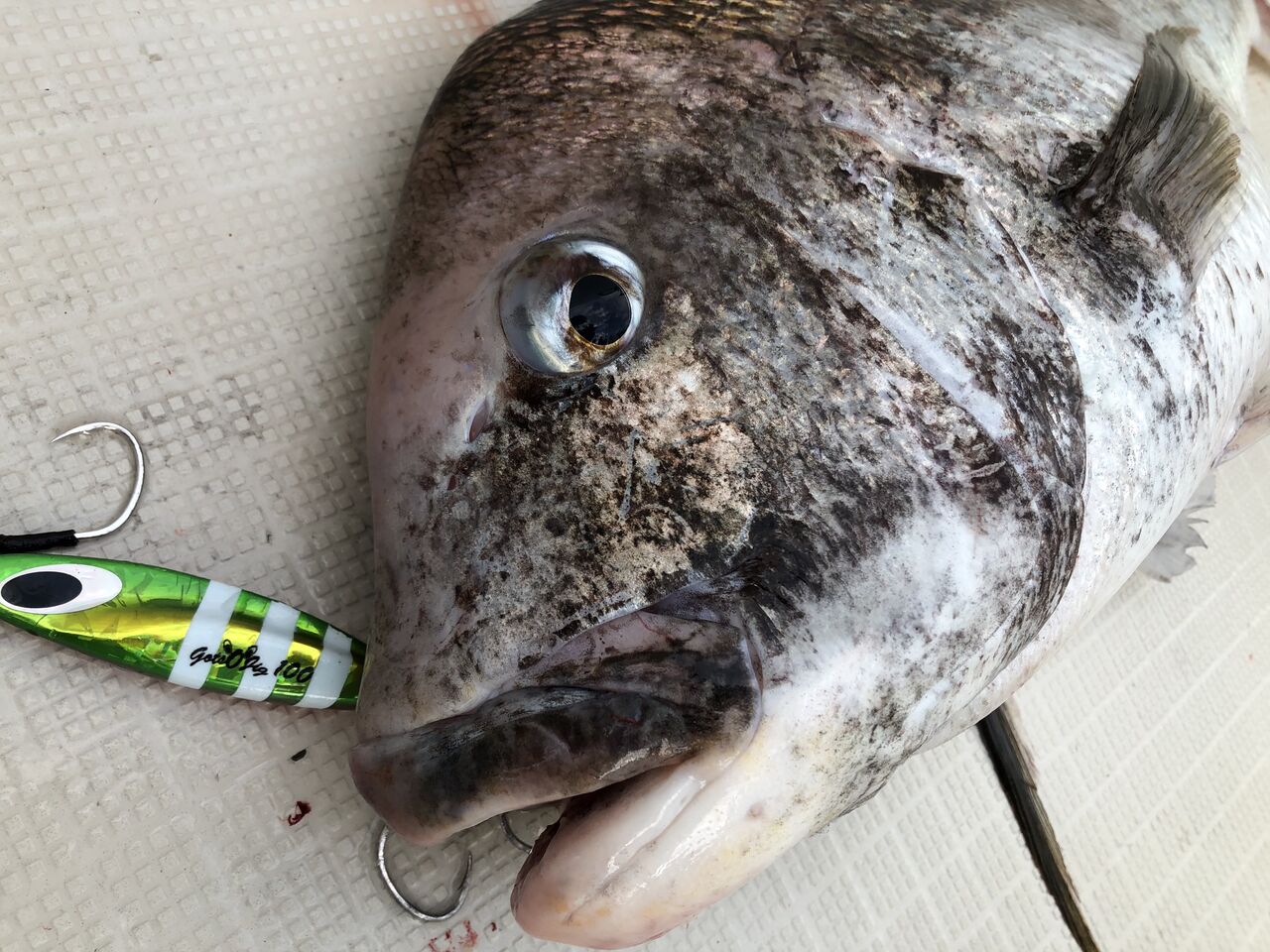ゴッツォジグで真鯛 フラッター日誌