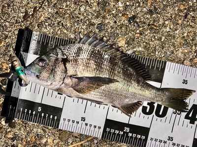 アオリイカ新子パターン始まり？