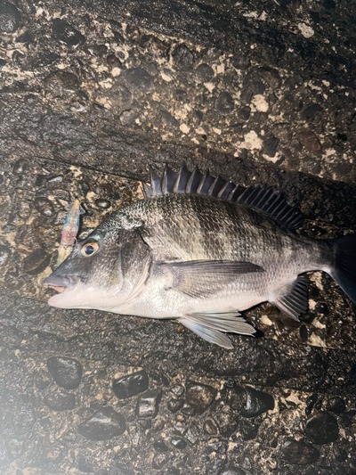 富山湾　黒鯛釣果情報　3／18