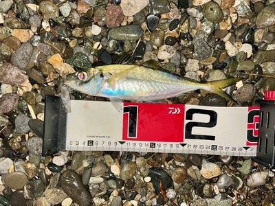プランクトンパターン炸裂！？　黒鯛52ｃｍ！！