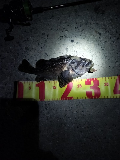 グッドサイズのクロソイ