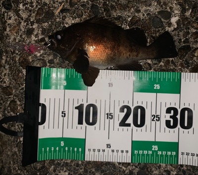 ズィークイッド105Fで良型メバル連発！尺メバル‼️