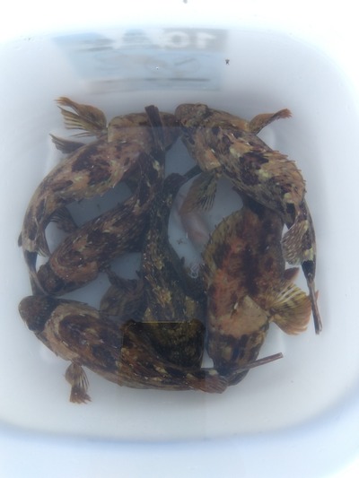 黒鯛は好調！？