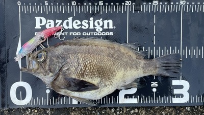 モンスター級メバル！？