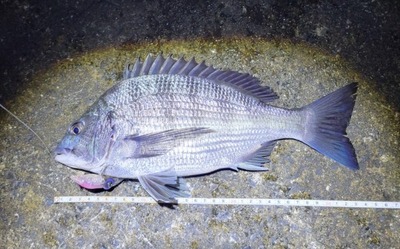 富山湾　黒鯛釣果情報　4/13その２