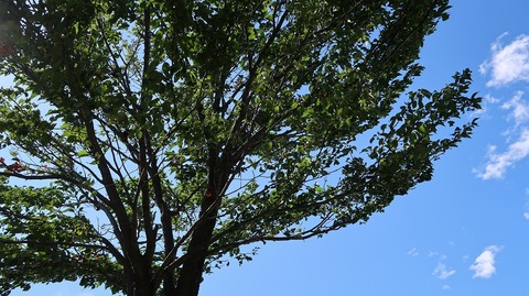 20190616151920_IMG_2598