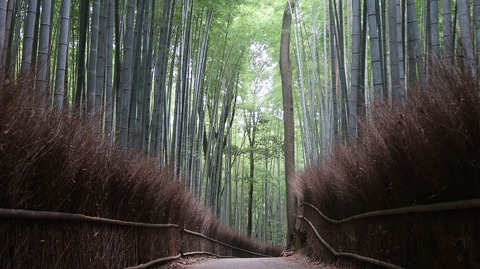 20200808095030_IMG_7035