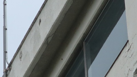 20210404180258_IMG_1011