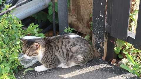 20200921112305_IMG_8118