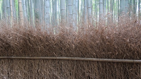 20200808095131_IMG_7038