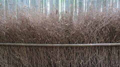 20200808095248_IMG_7041