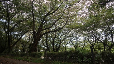 20200801163949_IMG_6921