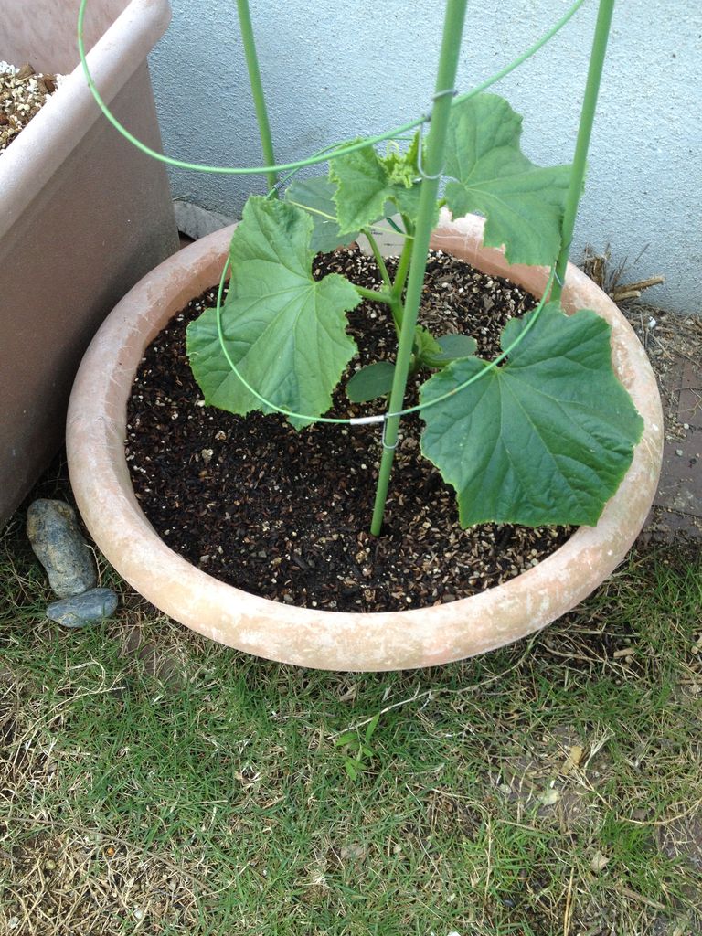 ポタジェ キュウリをプランターで育てる 支柱のアイデア ポタジェと家庭菜園で無農薬生活