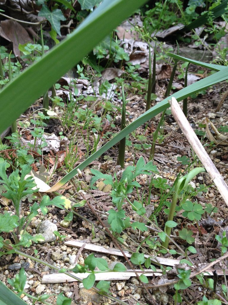 スナップエンドウに続々と実り ミョウガが芽を出した ポタジェと家庭菜園で無農薬生活 スナップエンドウに続々と実り ミョウガが芽を出した ポタジェと家庭菜園で無農薬生活