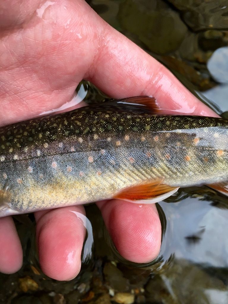 釣り カントリージェントルマンを目指して２