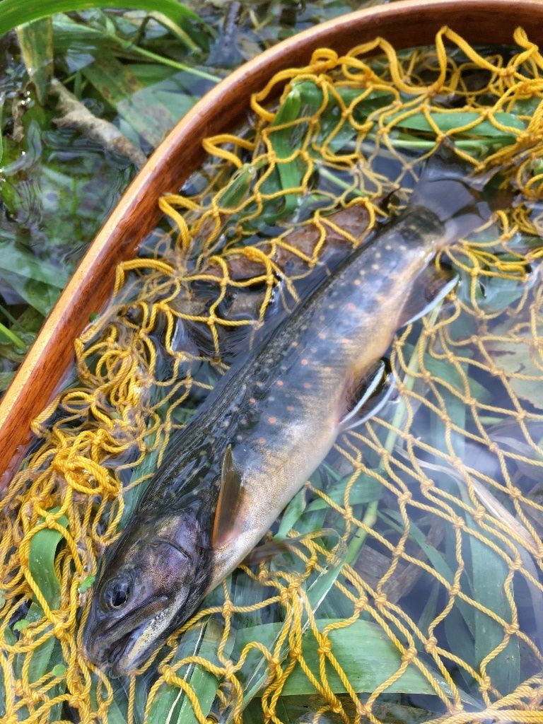 釣り カントリージェントルマンを目指して２