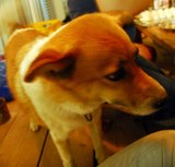 BBQ犬