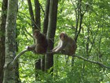 サル
