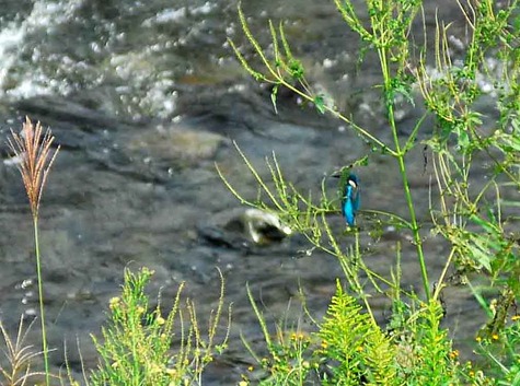 bluejay01