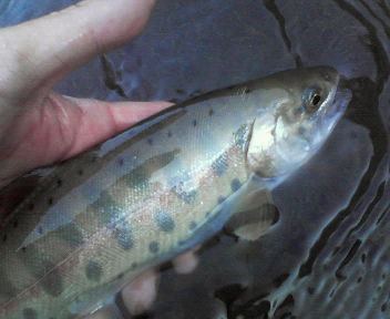 201004081633000