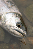amago