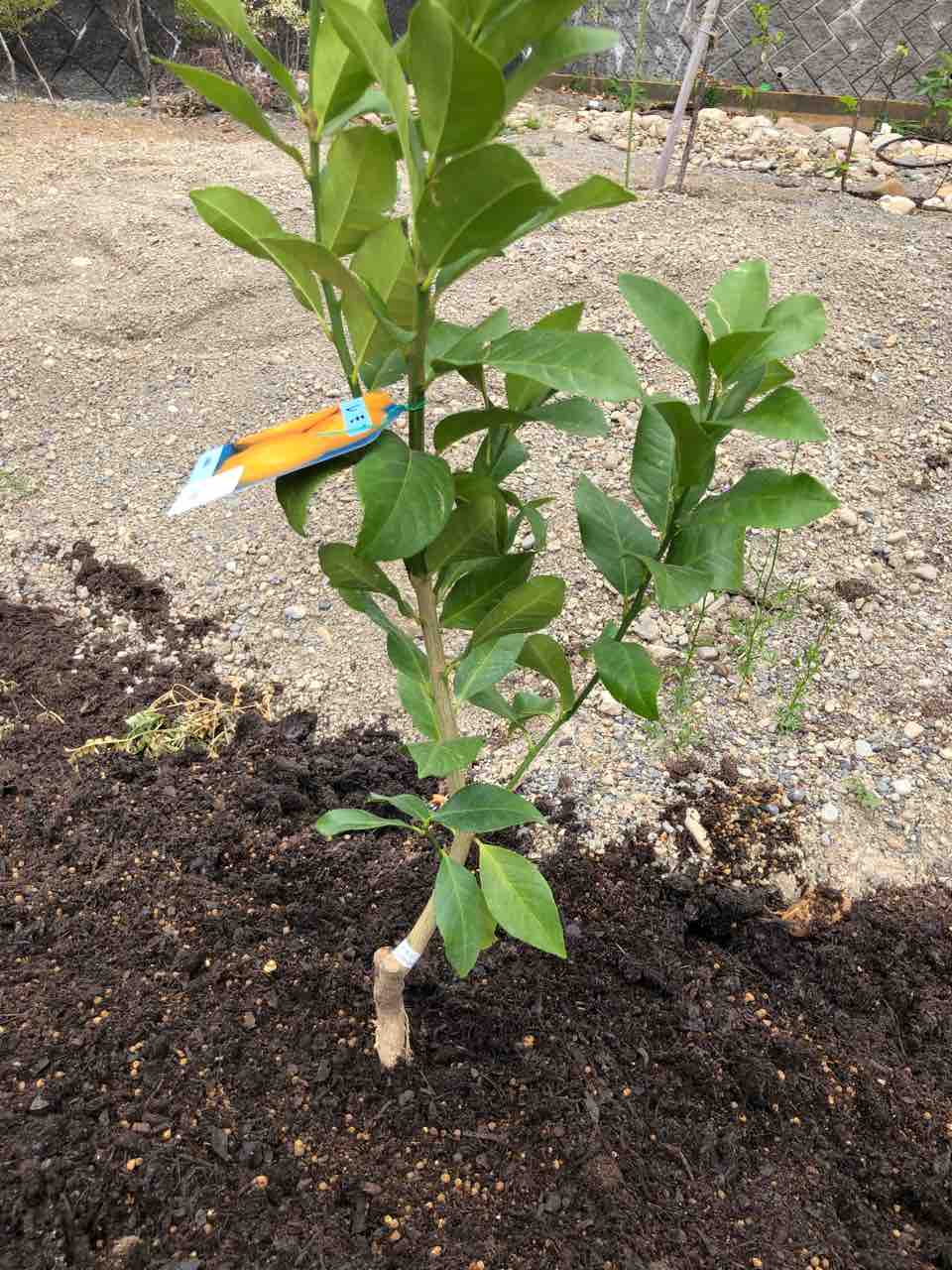 ハモグリバエ対策 レモンに防虫ネット でぶねこ農園 ベランダで育てるおいしい果樹