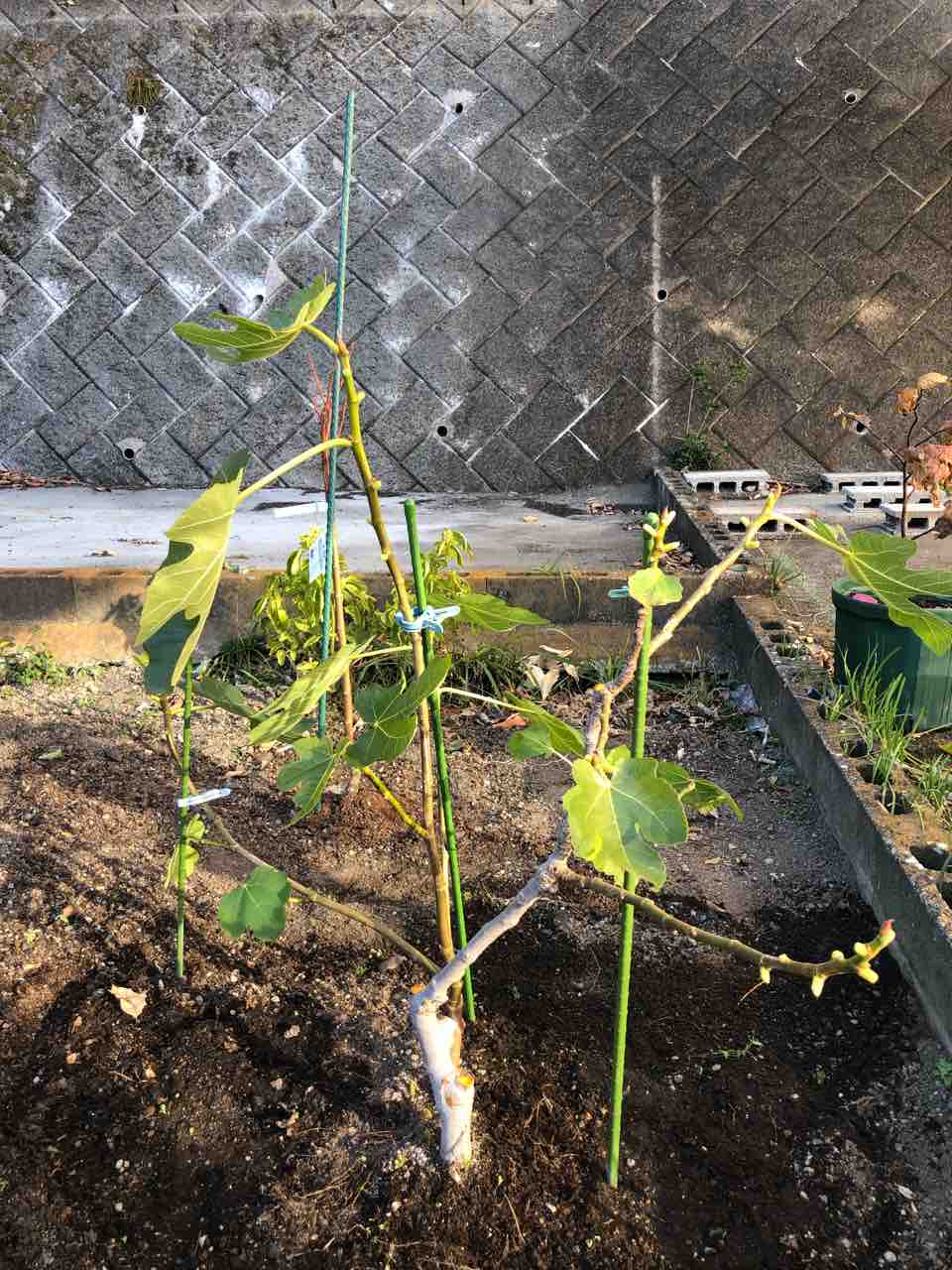 休眠挿ししたイチジクがもしゃもしゃに成長 でぶねこ農園 ベランダで育てるおいしい果樹