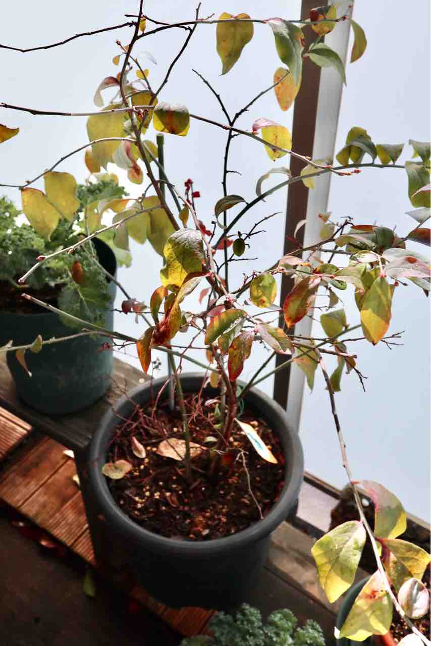 冬なのに落葉しないブルーベリー でぶねこ農園 ベランダで育てるおいしい果樹